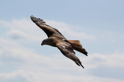 the eagle - symbol of freedom