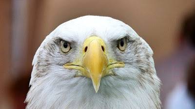 Freedom of speech - the Eagle symbol